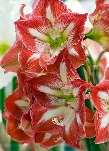 Amaryllis Minerva, Amarylis Bulbs, Hippeastrum Minerva, Hippeastrum Bulbs, Bicolor Flowers, Bicolor Amaryllis